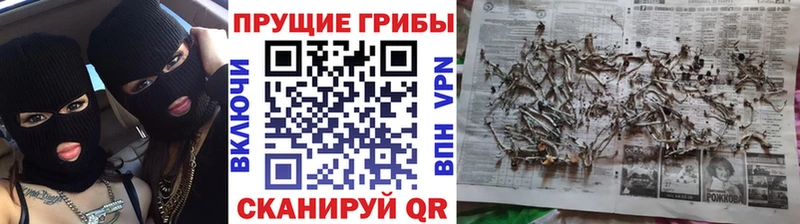 Галлюциногенные грибы мицелий  дарк нет Telegram  Шлиссельбург 